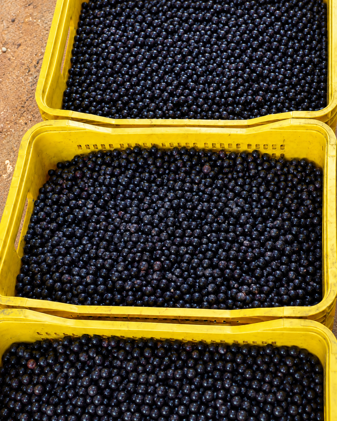 Caixas de açaí recém-colhido no Pará